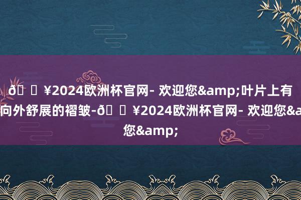 🔥2024欧洲杯官网- 欢迎您&叶片上有好多向外舒展的褶皱-🔥2024欧洲杯官网- 欢迎您&